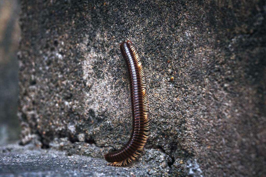 Grote duizendpoot kruipt langs een stenen muur, een insect dat in Vietnam voorkomt en een pijnlijke beet kan geven
