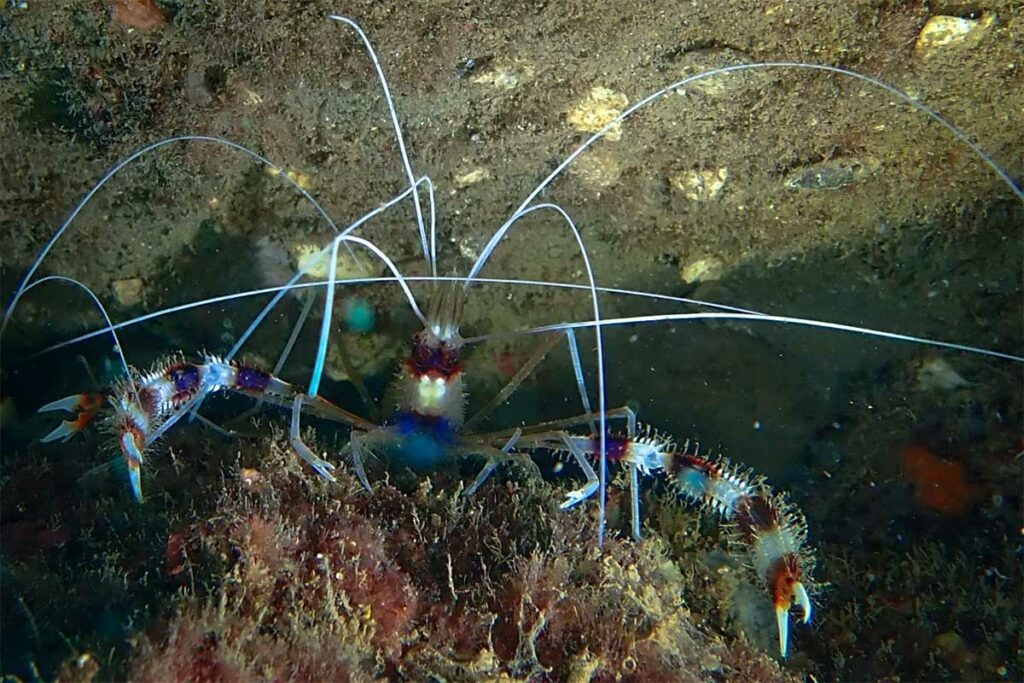 Gebandeerde koraalkreeft met lange witte antennes op de bodem van het rif bij de Cham eilanden — nachduiken bij Hoi An vergroot de kans om dit soort schaaldieren te spotten