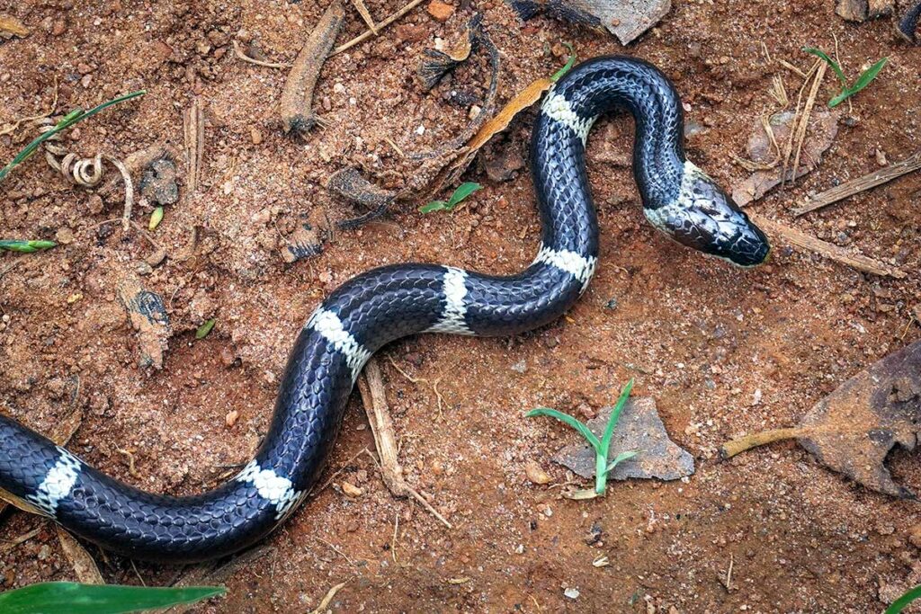 Gestreepte krait met zwart-witte banden kruipt over rode aarde, een van de gevaarlijkste giftige slangen die reizigers in Vietnam kunnen tegenkomen