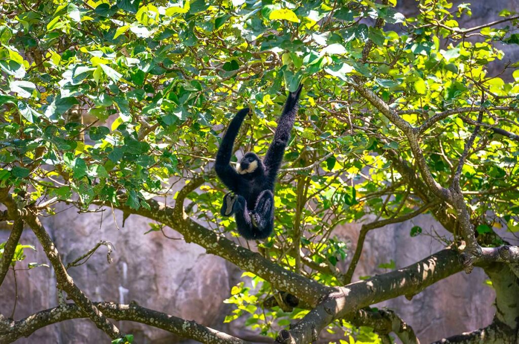 Zwarte gibbon hangt aan takken in een zonnig bos met lange armen uitgestrekt — gibbons zijn de meest bedreigde apen in Vietnam