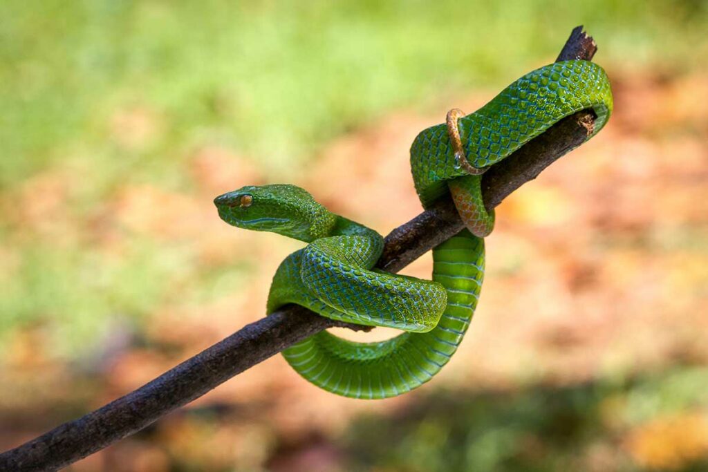 Groene kuilviper opgerold om een tak, een giftige slang die veel voorkomt in de bossen en rijstvelden van Vietnam