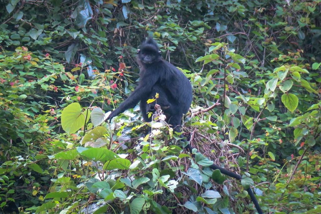 Ha Tinh-langur met gitzwarte vacht beweegt door groene struiken — een zeldzame en ernstig bedreigde apensoort in de bossen van Vietnam