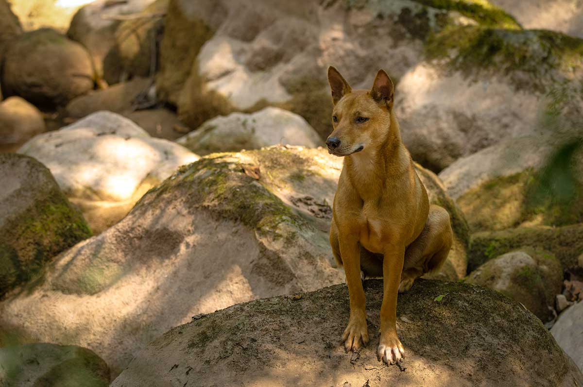Bruine zwerfhond zit op een rotsblok in de Vietnamese natuur — contact met onbekende honden vermijden is een van de belangrijkste adviezen bij rabiës in Vietnam