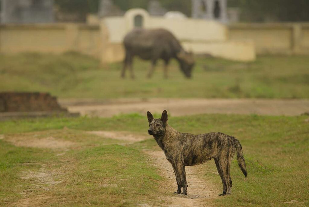 Magere zwerfhond staat alert op een onverharde weg op het Vietnamese platteland met een waterbuffel op de achtergrond — zwerfhonden zijn de voornaamste overdrager van hondsdolheid in Vietnam