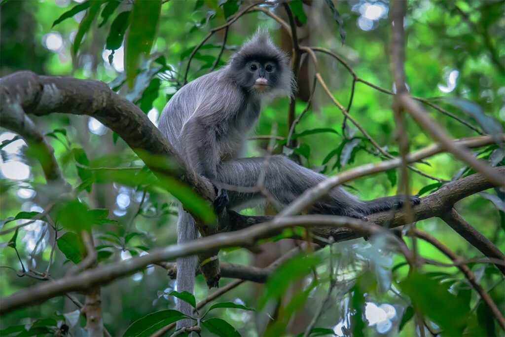 Indochinese grijze langur met kuif zit op een tak in het groene oerwoud en kijkt recht in de camera — een van de sierlijkste apen in Vietnam