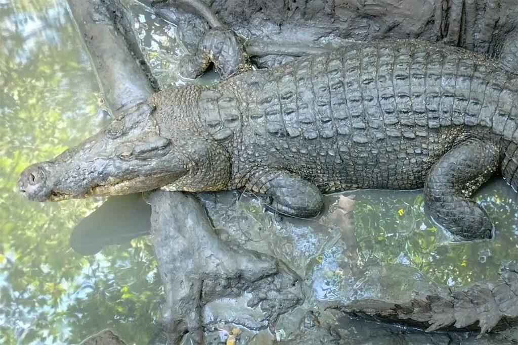 Krokodil rustend op een boomwortel boven het water in het Can Gio reservaat, van dichtbij gefotografeerd vanuit een boot — het reservaat herbergt een populatie zoutwaterkrokodillen die te zien zijn tijdens een boottocht door het gebied