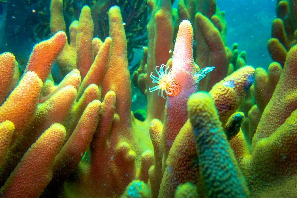 Oranje vingerkoralen met een kleine zeeanemoon ertussen op het rif bij Hon Mun — het koraalrif bij Hon Mun is een van de best bewaarde koraalgebieden van Vietnam en de belangrijkste reden om te duiken bij Nha Trang