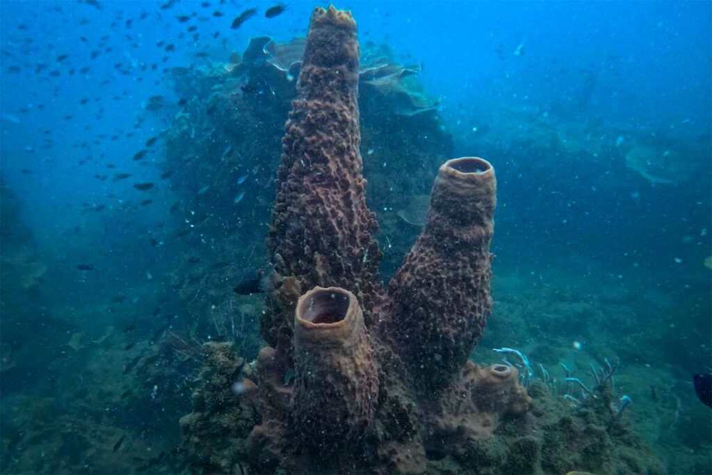 Grote buisspons met twee open kokers op een rif bij Phu Quoc met een zwerm kleine rifvissen op de achtergrond — buissponzen zijn een kenmerkend onderdeel van het onderwaterleven bij Phu Quoc