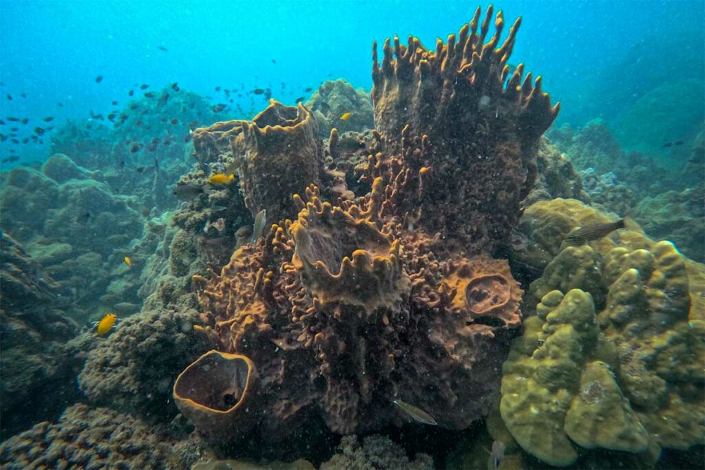 Massieve vaassponzen en koraalformaties op het rif bij Phu Quoc met gele rifvissen ertussen — de gevarieerde spons- en koraalstructuren maken de duiklocaties bij Phu Quoc interessant voor duikers die van onderwaterfotografie houden
