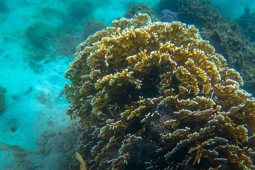 Grote gele koraalformatie onder water in de Ninh Van Bay met kleine vissen zichtbaar op de achtergrond — het heldere water maakt snorkelen in Ninh Van Bay de moeite waard