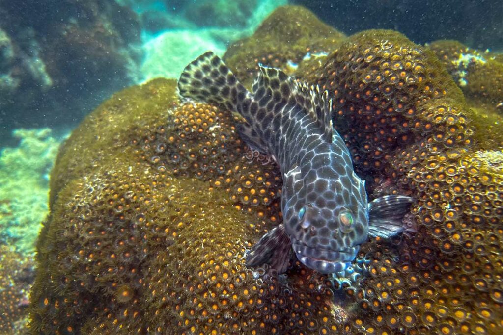 Gevlekte grouper rust tussen de koralen op het rif bij Phu Quoc — groupers zijn een van de grotere vissen die duikers regelmatig tegenkomen tijdens het duiken bij Phu Quoc