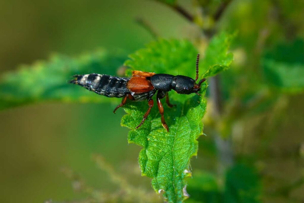 Kortschildkever op een groen blad met vleugels gespreid, een insect waarvan het giftige lichaamsvocht bij contact met de huid irritatie en brandwonden veroorzaakt in Vietnam