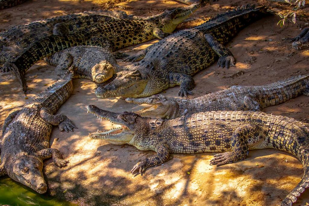 Meerdere krokodillen liggen op de oever van een krokodillenboerderij in Vietnam, met open bekken zichtbaar