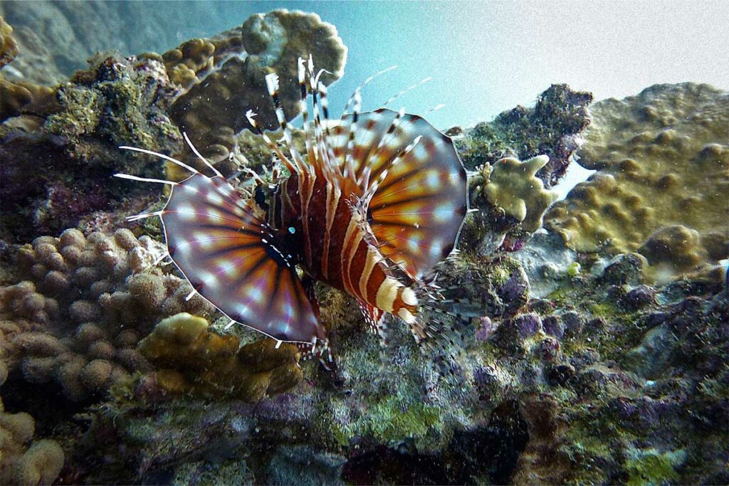 Lionfish met uitgespreide bruine en witte vinnen op het koraalrif bij Hon Mun, Nha Trang — de kleurrijke maar giftige lionfish is een van de meest gefotografeerde vissen tijdens het duiken bij Nha Trang