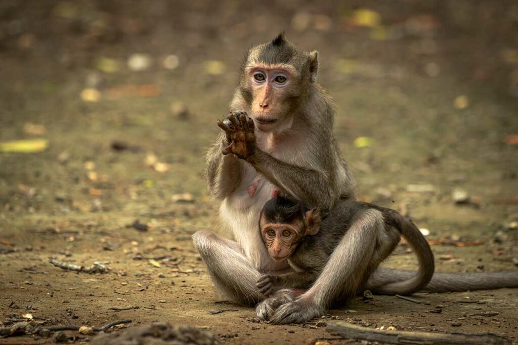 Vrouwelijke langstaartmakaak met jong op de grond in het Vietnamese bos — een van de meest voorkomende apen in Vietnam