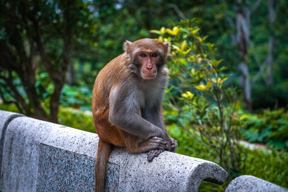Wilde makaak zit op een stenen muur en kijkt recht in de camera, een dier dat reizigers in Vietnam beter op afstand kunnen houden vanwege het risico op bijtwonden