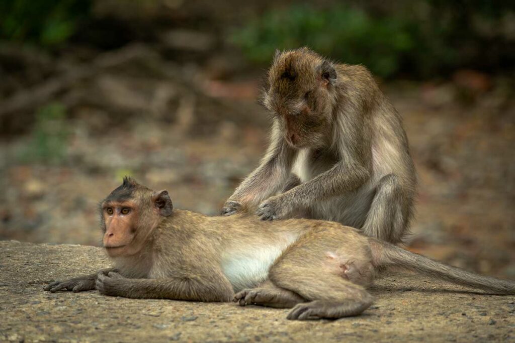 Twee langstaartmakaken op Monkey Island in het Can Gio reservaat, waarbij het ene dier het andere verzorgt — de makakenkolonie op het eiland leeft vrij in het mangrovegebos en is een van de weinige plekken in Vietnam waar je apen in het wild kunt observeren