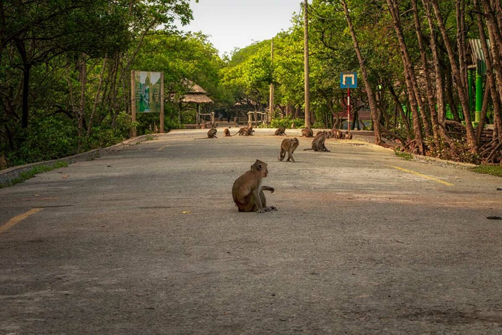 Een groep langstaartmakaken op de lege weg van Monkey Island in het Can Gio reservaat bij schemering, met informatieborden en mangrovebomen op de achtergrond — de makaken bewegen zich vrij over het eiland en zijn gewend aan de aanwezigheid van bezoekers