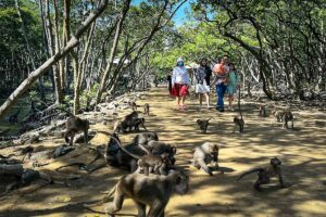 Tientallen langstaartmakaken op een zandpad op Monkey Island in het Can Gio reservaat, met een familie bezoekers die voorzichtig tussen de dieren doorloopt — de makaken op het eiland leven in grote groepen en zijn overdag vrij toegankelijk voor bezoekers