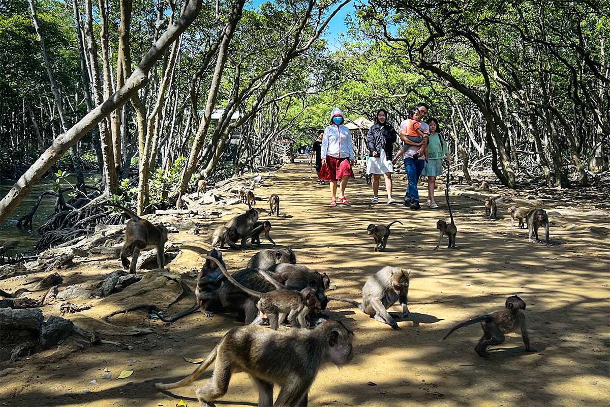 Tientallen langstaartmakaken op een zandpad op Monkey Island in het Can Gio reservaat, met een familie bezoekers die voorzichtig tussen de dieren doorloopt — de makaken op het eiland leven in grote groepen en zijn overdag vrij toegankelijk voor bezoekers