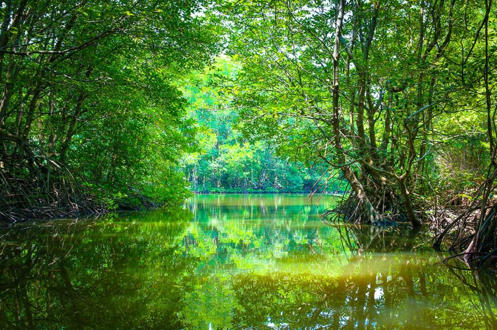 Smal waterkanaal omzoomd door dicht mangrovegebos in het Can Gio reservaat bij Ho Chi Minh City, met spiegelende reflecties van het bladerdak op het groene water — het reservaat is een van de grootste mangrovegebieden van Zuidoost-Azie