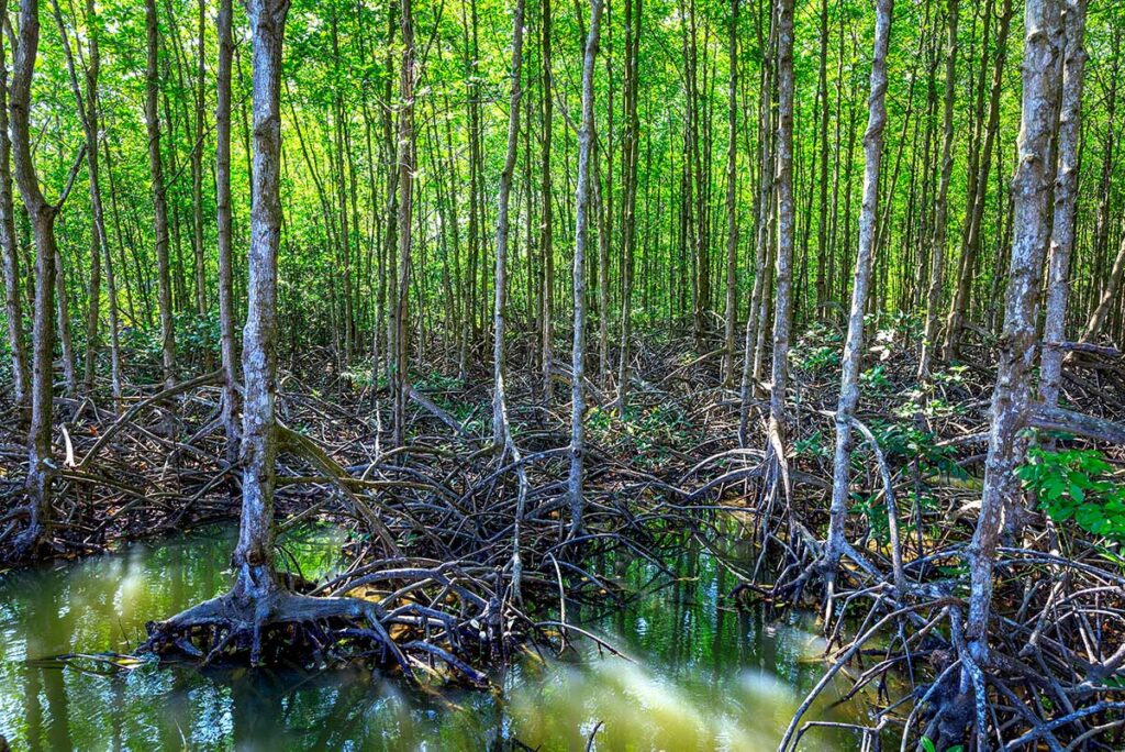 Mangrovejongen met verweven luchtwortels langs een ondiep getijdenkanaal in het Can Gio reservaat, met reflecties van het bladerdak in het water — het reservaat werd in 2000 door de Unesco erkend als biosfeergebied