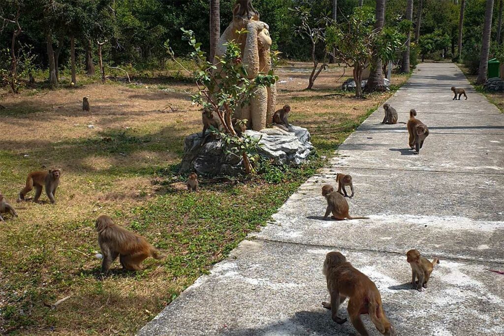 Groep makaakapen loopt vrij rond op een pad op Monkey Island bij Nha Trang — het eiland staat bekend om zijn apenshow maar wordt door dierenwelzijnsorganisaties afgeraden