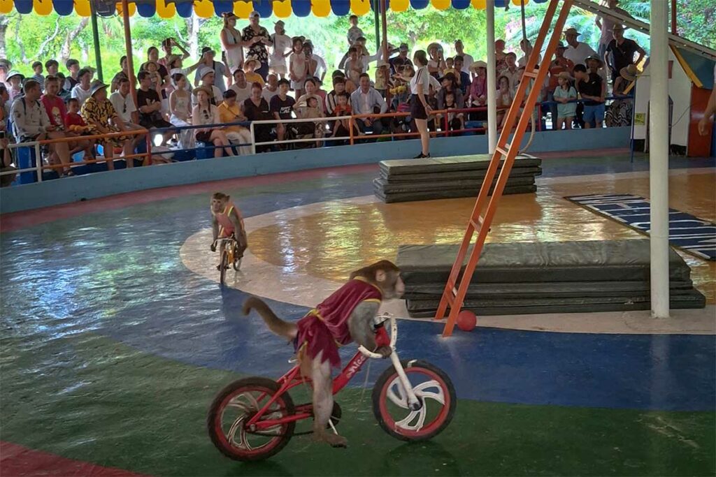 Apen in kostuums rijden op kleine fietsen tijdens een show voor toeristen op Monkey Island bij Nha Trang — een voorbeeld van de gedwongen dierenoptredens waarvoor het eiland bekritiseerd wordt