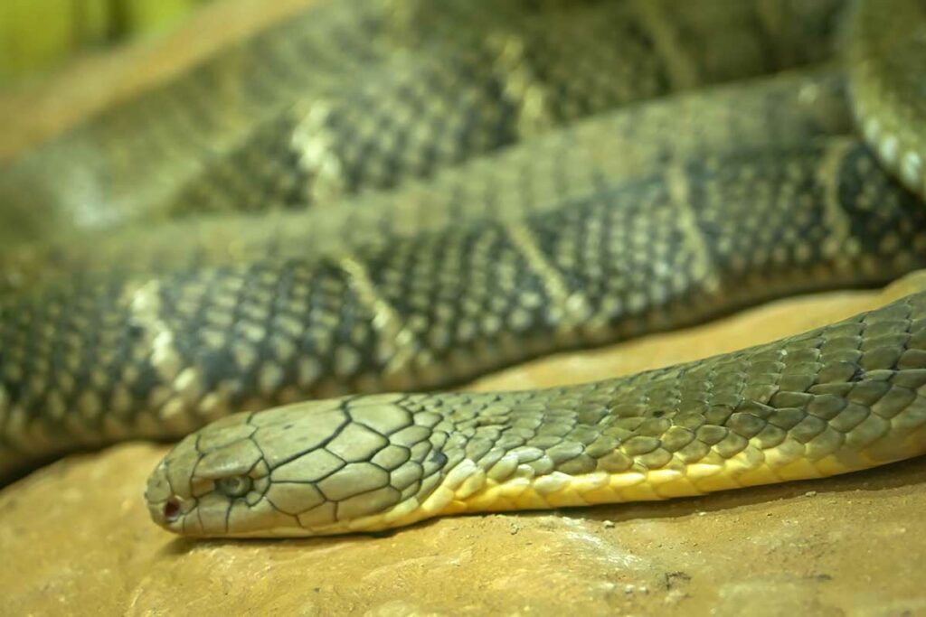 Monokelcobra liggend op een rots met duidelijk zichtbare kop, een van de meest voorkomende giftige slangen in Vietnam