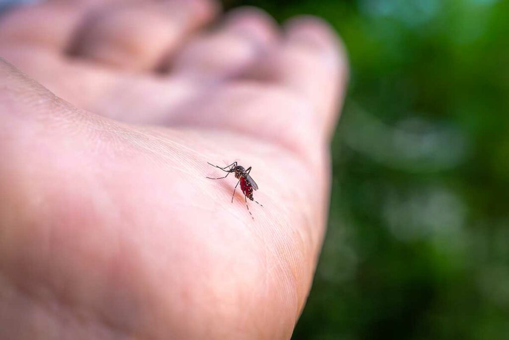 Close-up van een mug die bloed zuigt uit een menselijke hand, muggen zijn in Vietnam een gevaar als drager van dengue en malaria