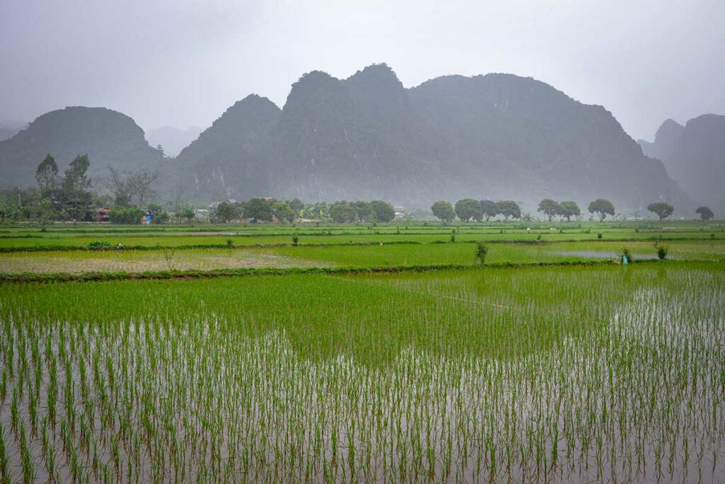Groene rijstvelden met waterpartijen op het Vietnamese platteland omgeven door kalkstenen bergen in de mist — een typisch landschap waar muggen in Vietnam actief zijn