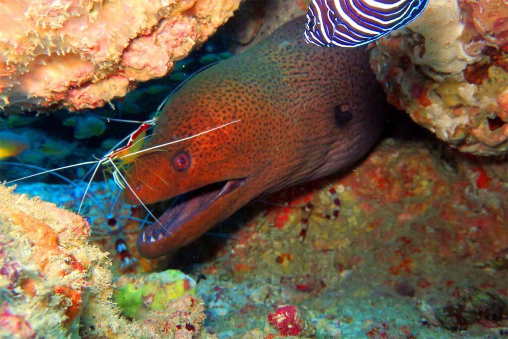 Bruine murene kijkt vanuit een spleet in het rif bij Nha Trang terwijl een gebandeerde koraalkreeft vlakbij staat — murenen worden vaak gespot in de rotsspleten bij Hon Mun en zijn een van de meest herkenbare bewoners van de onderwaterwereld bij Nha Trang