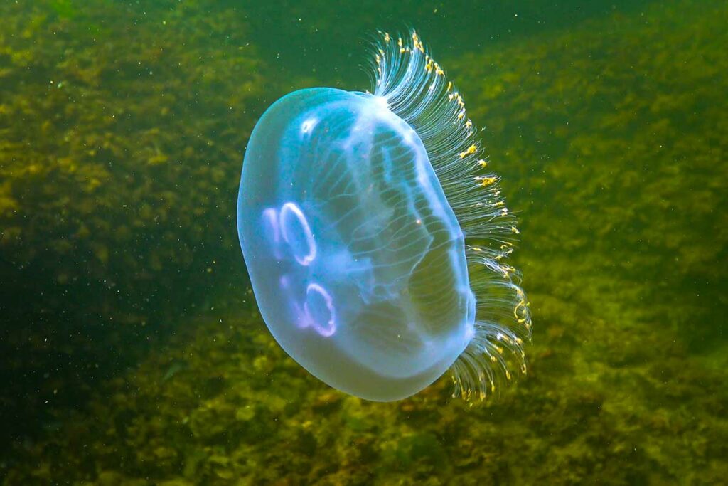Blauwe oorkwal zweeft onderwater met paarse ringvormige gonaden zichtbaar door de kap, omgeven door groene waterplanten