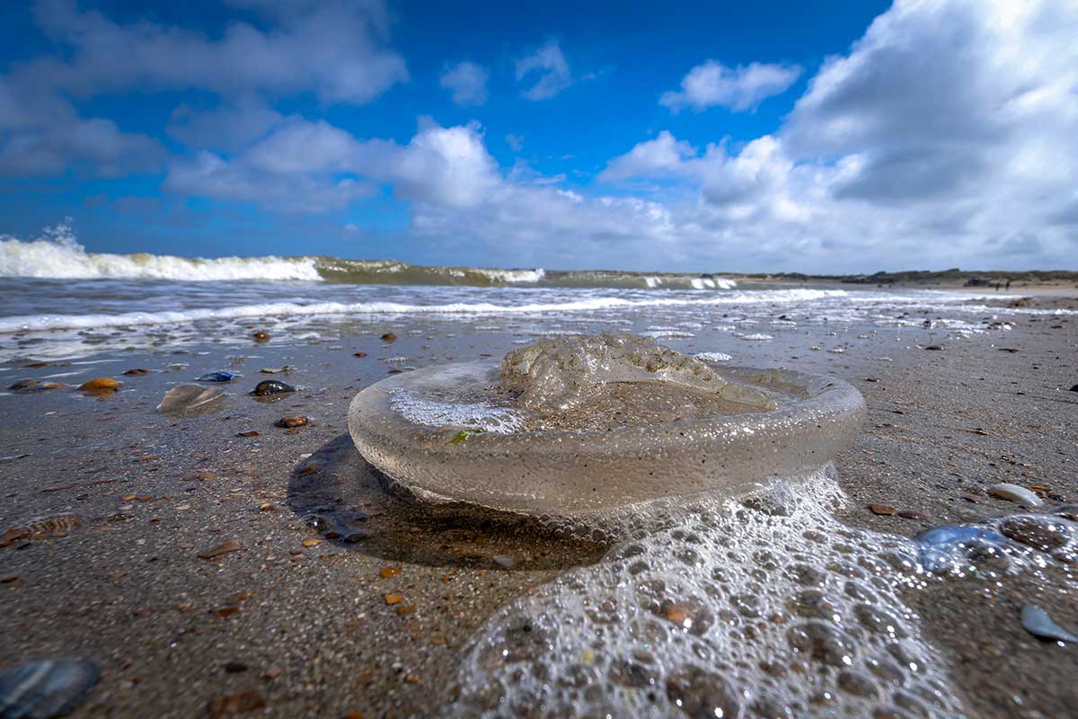 Doorschijnende oorkwal aangespoeld op een zandstrand met schelpen, golven op de achtergrond en een blauwe lucht met wolken