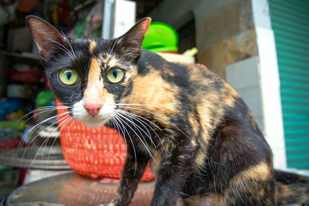 Verwilderde kat op een Vietnamese markt kijkt recht in de camera — katten zijn na honden de meest voorkomende bron van hondsdolheid in Vietnam