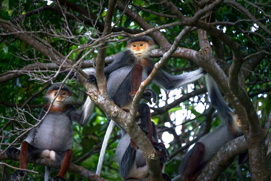 Groep roodpoot-doucs zit hoog in de bomen van Son Tra schiereiland — de grootste wilde populatie van deze bedreigde apensoort in Vietnam