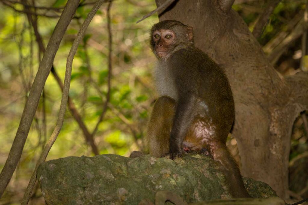 Rhesusmakaak zit op een rotsblok in het bos van Son Tra schiereiland bij Da Nang en kijkt achterom — een van de apen die je in Vietnam in het wild kunt tegenkomen