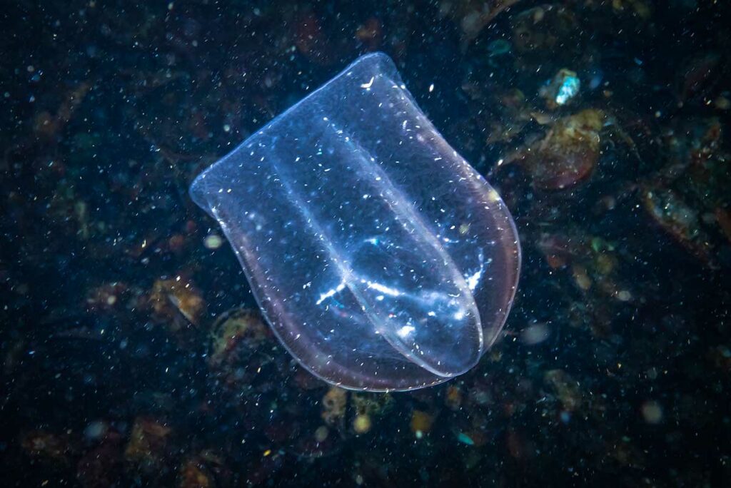 Transparante ribkwal zweeft in donker water boven een kleurrijke zeebodem, met een lichtgevende blauwpaarse rand