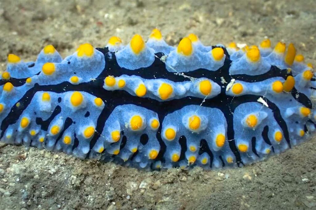 Blauwe naaktslak met gele stippen en ribbels op de zandbodem tijdens een macroduik bij Nha Trang — dit type naaktslak wordt regelmatig gespot bij Hon Mun en is een favoriet onderwerp voor onderwaterfotografen