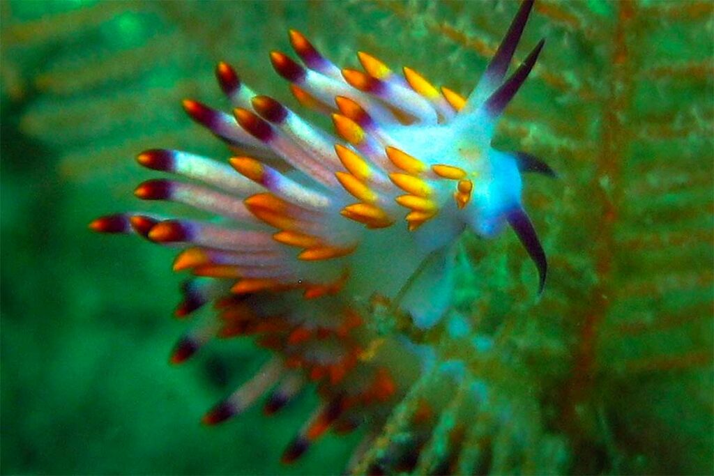 Kleurrijke naaktslak met oranje en paarse uitsteeksels op het koraalrif bij de Cham eilanden — macroduiken bij Hoi An onthult een wereld van kleine maar opvallende zeedieren