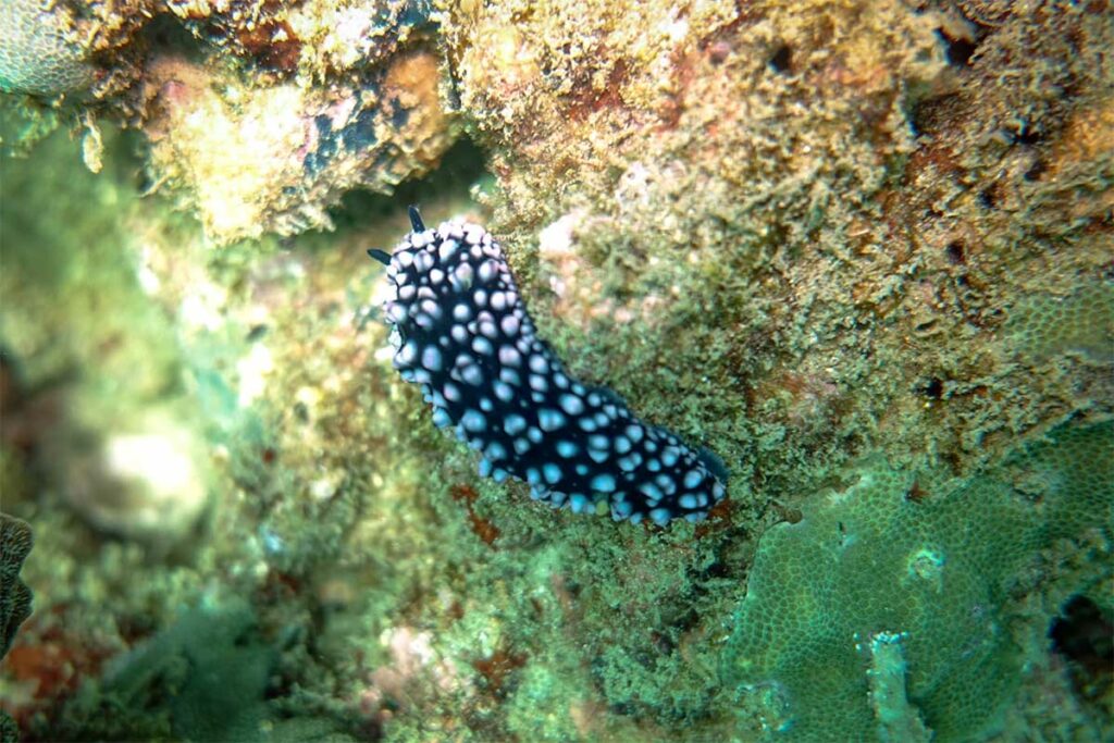 Zwarte naaktslak met witte vlekken op een begroeid rotswand bij Phu Quoc — dit type naaktslak wordt gevonden in spleten en op rotswanden tijdens het duiken bij Phu Quoc en is een favoriet voor macrofotografen