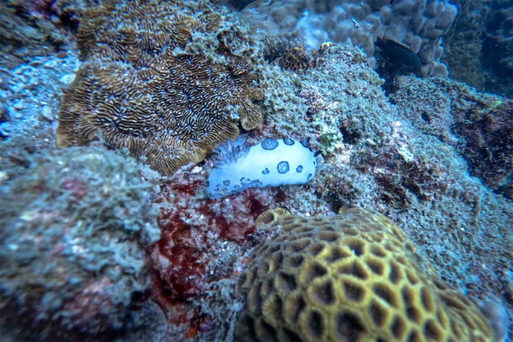 Witte naaktslak met blauwe vlekken kruipt tussen hersenkoraal en steenkoraal op het rif bij Phu Quoc — macroduiken bij Phu Quoc levert dit soort kleine maar opvallende zeedieren op