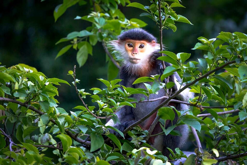 Jonge rode schouderdouc kijkt vanuit dichte bladeren op Son Tra schiereiland bij Da Nang — een van de mooiste en meest bedreigde apen in Vietnam