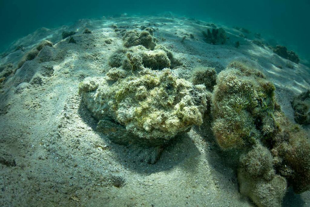 Stonefish perfect gecamoufleerd op de zeebodem in Vietnam, het giftigste vis ter wereld en een reeel gevaar voor zwemmers en snorkelaars