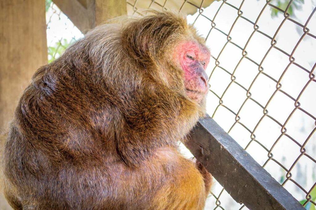 Stompstaartmakaak met rood gezicht en bruine vacht zit naast een gaashek — een zeldzame apensoort die voorkomt in de noordelijke bossen van Vietnam