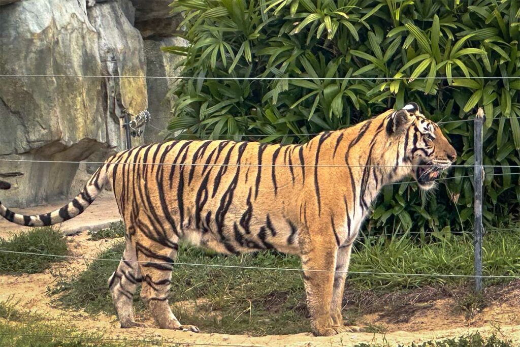 Tijger achter een hek in een safaripark bij Hoi An in Vietnam, een van de weinige plaatsen waar reizigers tijgers in Vietnam kunnen zien