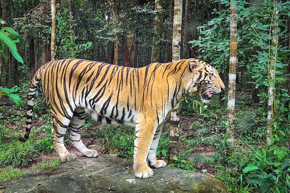 Tijger staand op een rots in het safaripark van Phu Quoc in Vietnam, omgeven door tropisch bos