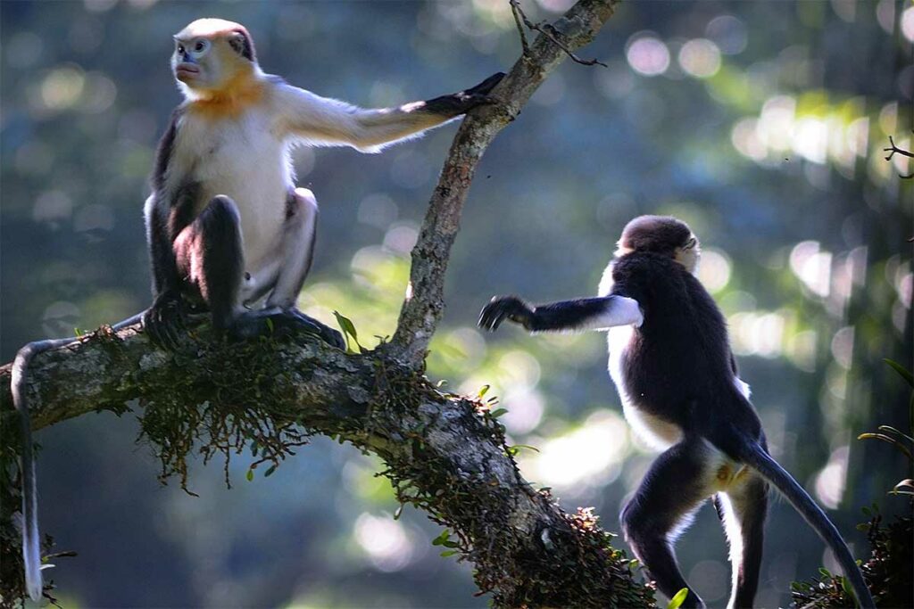 Twee Tonkin-stomp neusapen op een mos bedekte tak in het bos van Ha Giang — een van de ernstig bedreigde apensoorten die nog in Noord-Vietnam voorkomt