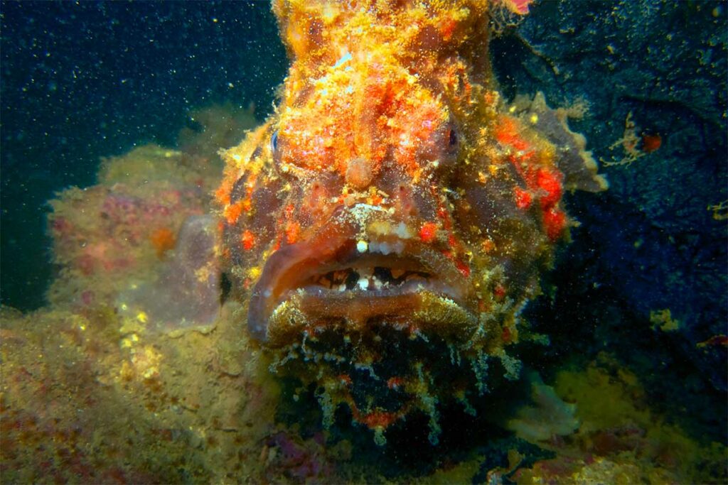 Close-up van een zwaar gecamoufleerde schorpioenvis die tussen koraal en rotsen op de bodem wacht bij Nha Trang — de schorpioenvis is giftig en bijna onzichtbaar, een klassieker voor onderwaterfotografen die duiken bij Nha Trang