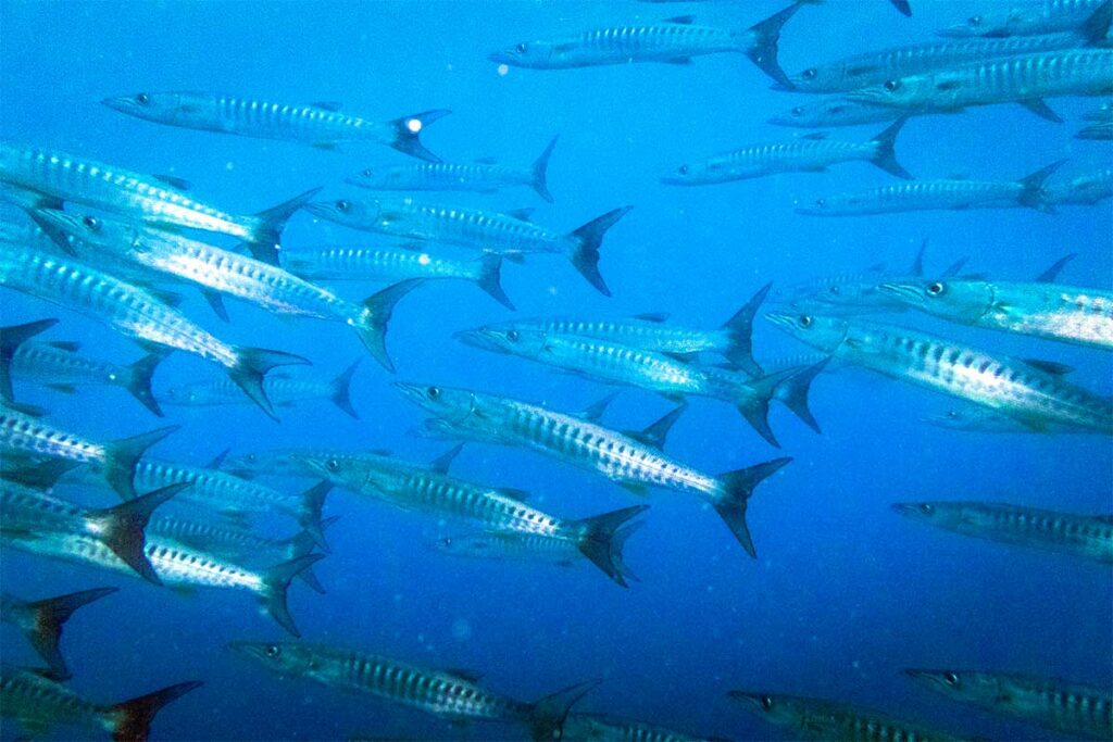 Grote school zilverkleurige barracuda's zwemt in formatie door het blauwe water bij Nha Trang — scholen barracuda's worden regelmatig gespot op de diepere duiklocaties rond de eilanden voor Nha Trang